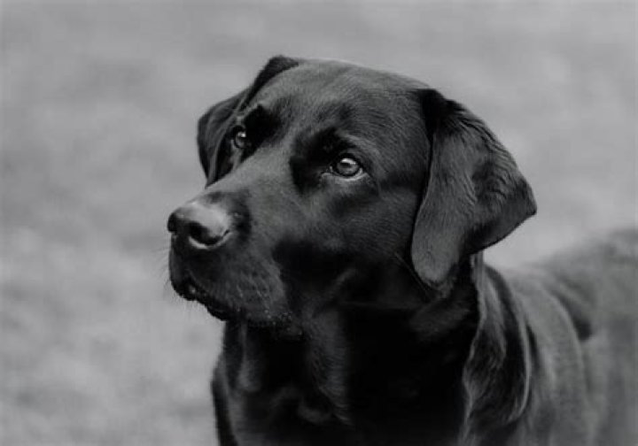 A Journey Of Canine Age Discovery