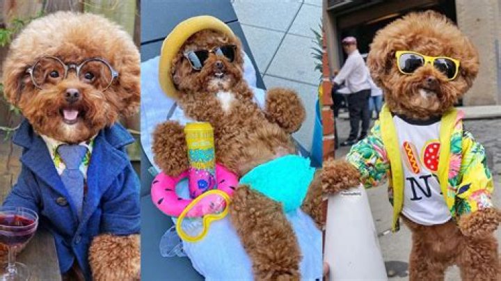 Agador The “Pooch of NYC” Has Got Style, Class, and Can We Hang Out With You?