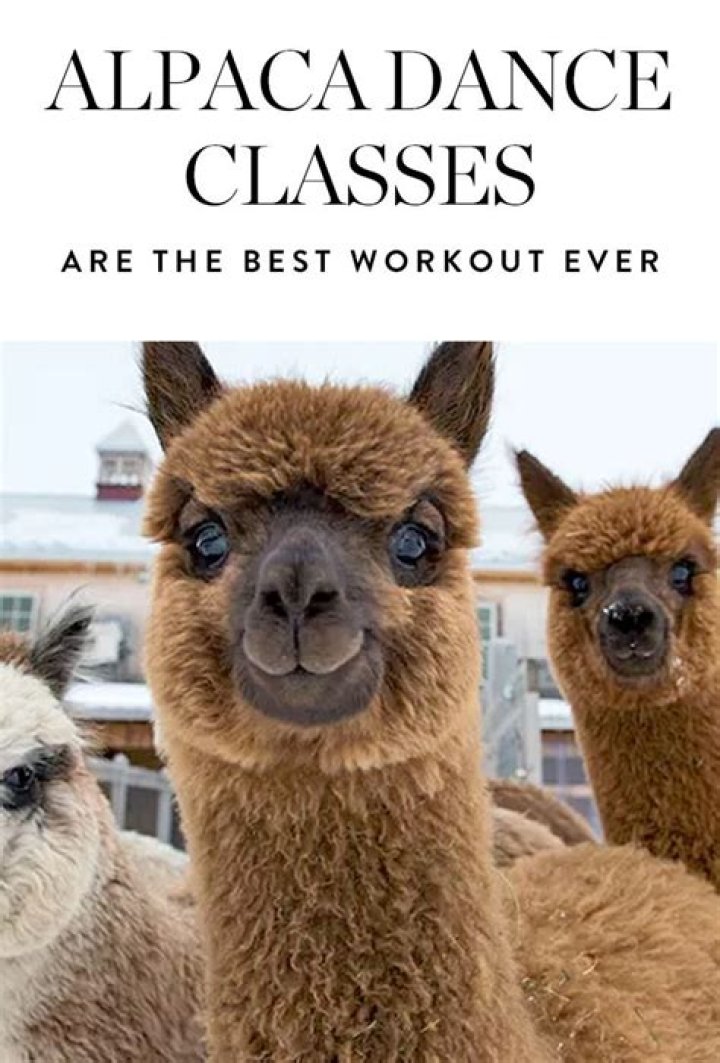 Forget goat yoga, alpaca dance is the hottest fitness trend by The 313 Farms The AlpacaZone