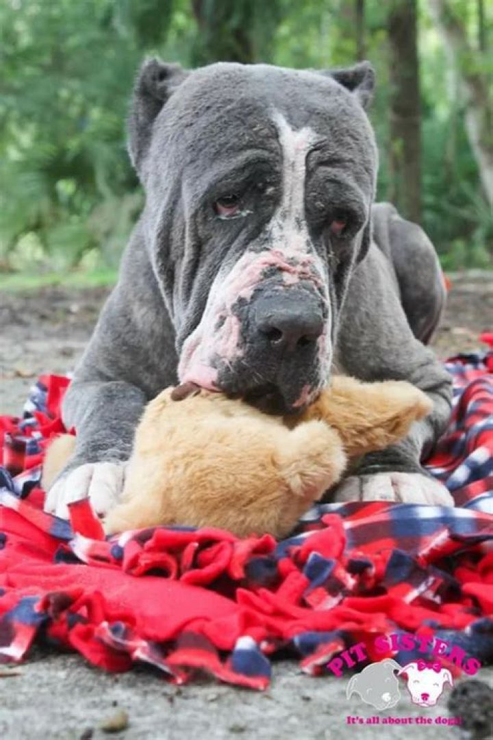 Baloo The Abandoned Dog’s Eyes Will Break Your Heart