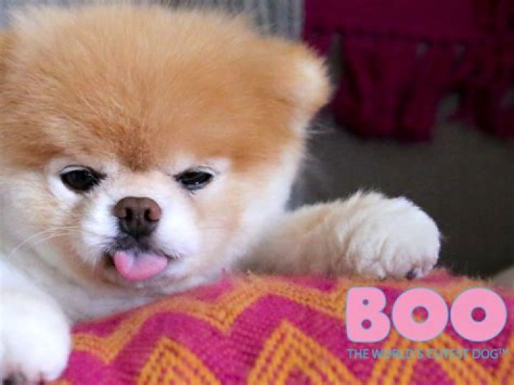 Boo the World’s Cutest Dog Makes $20,000 a Week