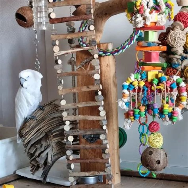 Harley the Cockatoo Rocks Out Like Nobody is Watching (Her Fans are Watching)