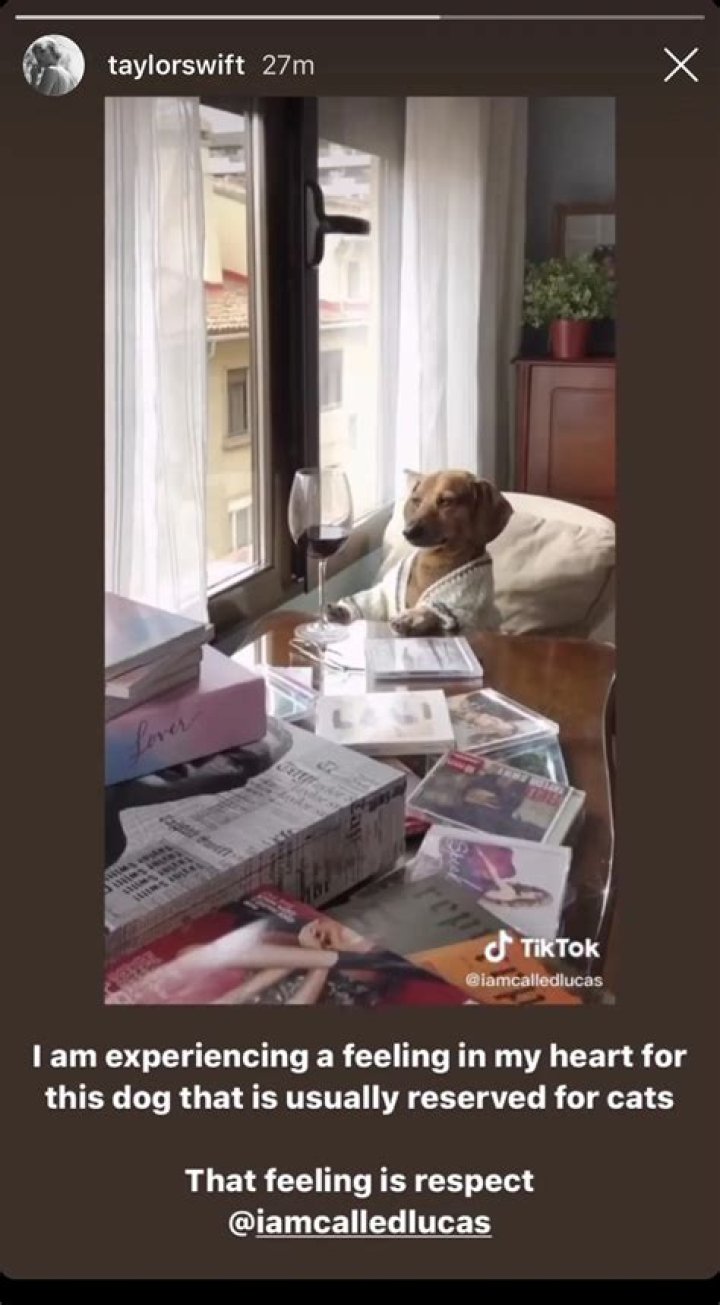 Interview With Lucas the Dog: The Only Dog Taylor Swift Respects as Much as a Cat