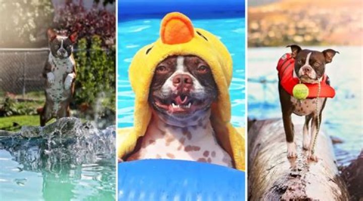 Interview with Thor the Brown Boston – The Super Swimmer Dog