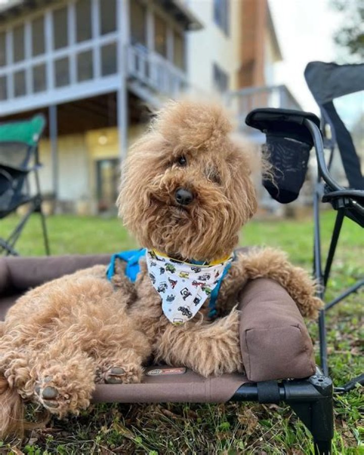 Josh the Doodle – Raising Awareness for Special Needs Dogs