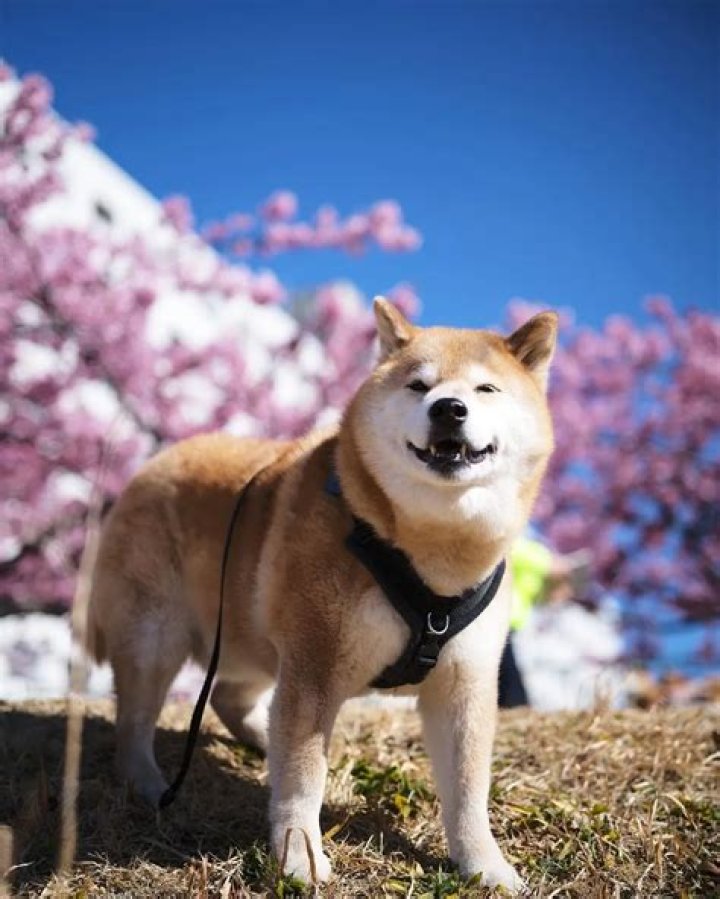 Marutaro Born From The Ashes Of a Devasting Earthquake and Tsunami