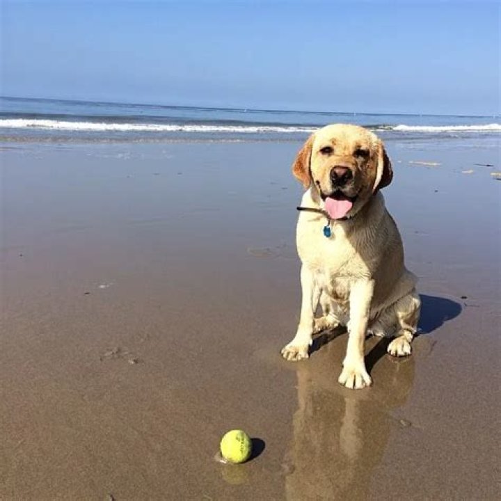 Michael Keaton Pets - Celebrity Pets