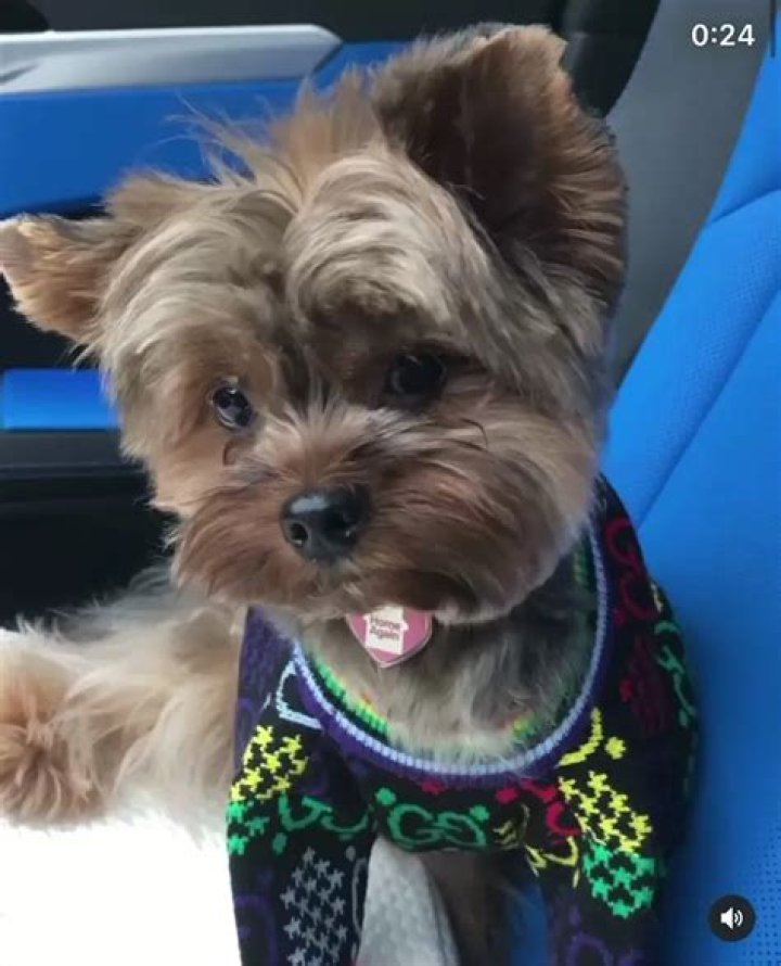 Missy Elliott Pets - Celebrity Pets