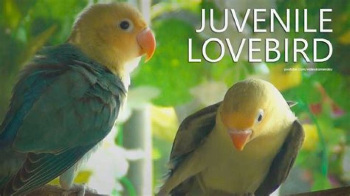 Naked & Famous: Rhea the lovebird chirps self-love with Rhea The Naked Birdie