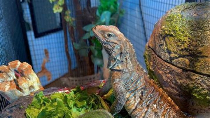 Odessa A'zion Pets - Celebrity Pets