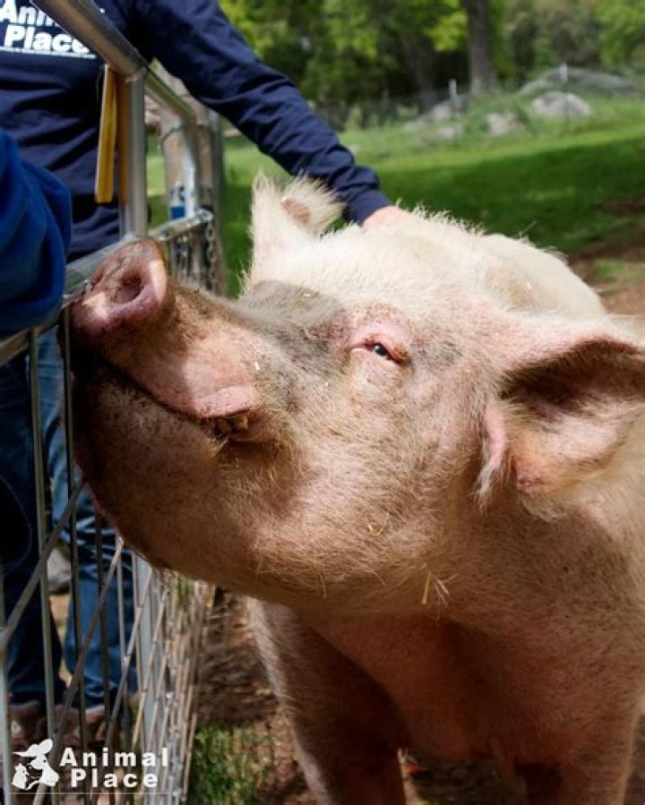 Rescued hog Wilbur and wild squirrel find love in a pig sty