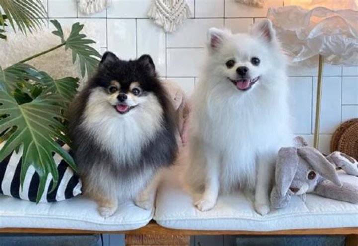 Tan the Black Pomeranian: Little Instagram star with a big attitude