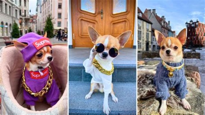 The Joy of the Chase – This Chihuahua Could Be the Tiniest Traveling Fashion Influencer