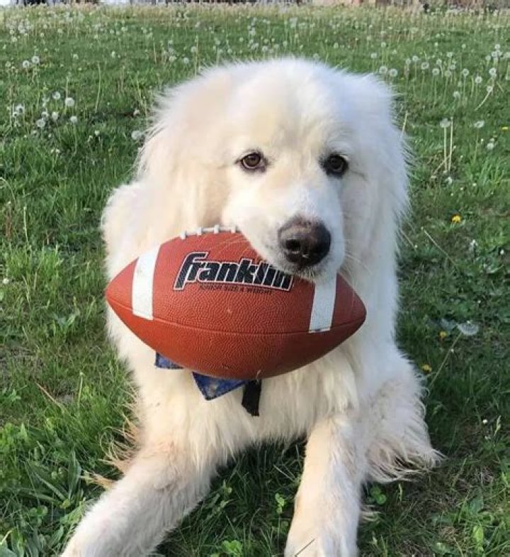 Tyler1 (Tyler Steinkamp) Pets - Celebrity Pets