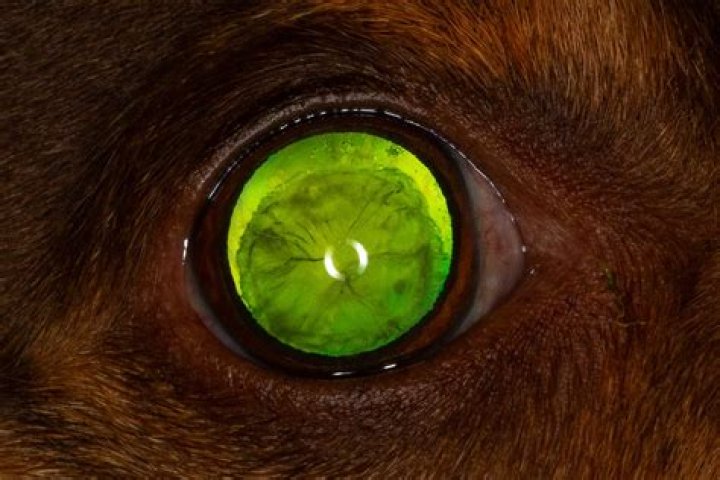 Unveiling Abby Hornacek's Journey With A Glass Eye: Inspiring Discoveries And Insights
