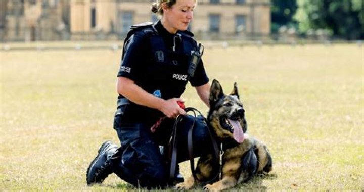 World Cup 2018: England soccer fans harass police dog for being German
